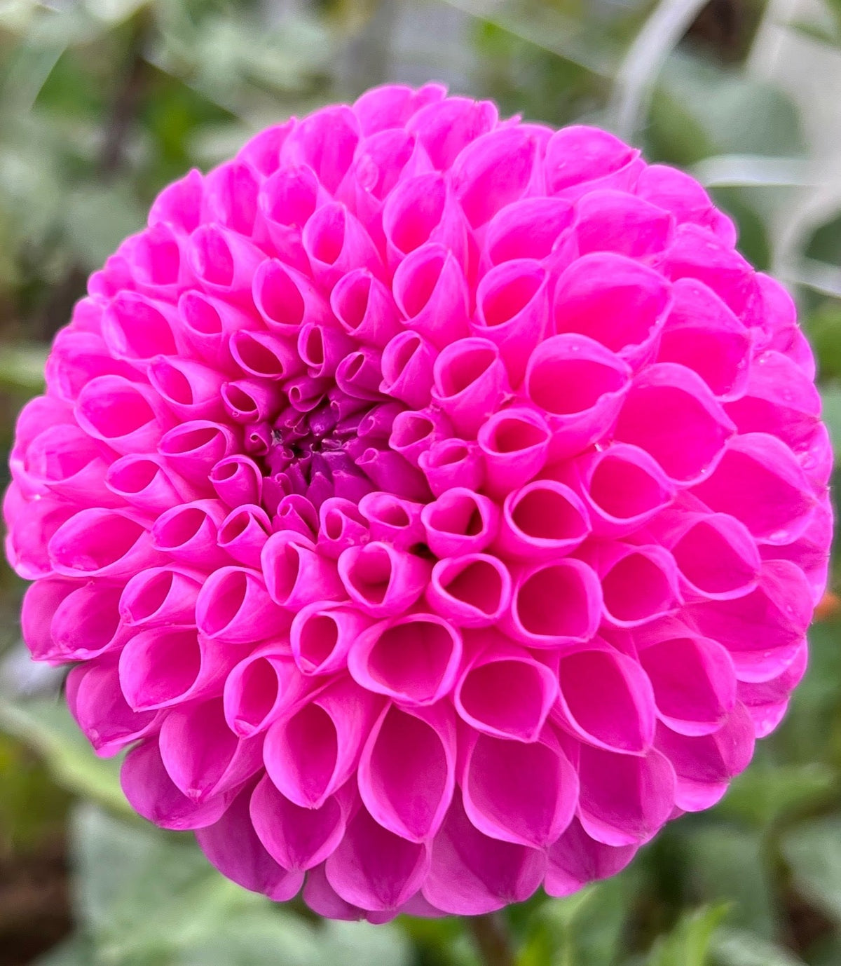 20th Avenue For Mom dahlia, photo 2