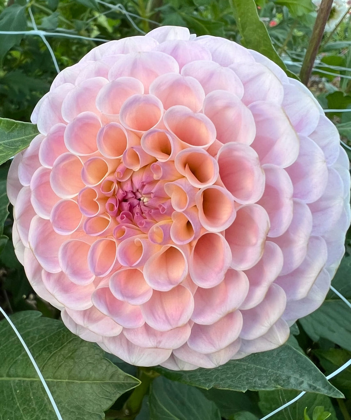 20th Avenue Memory dahlia, photo 2