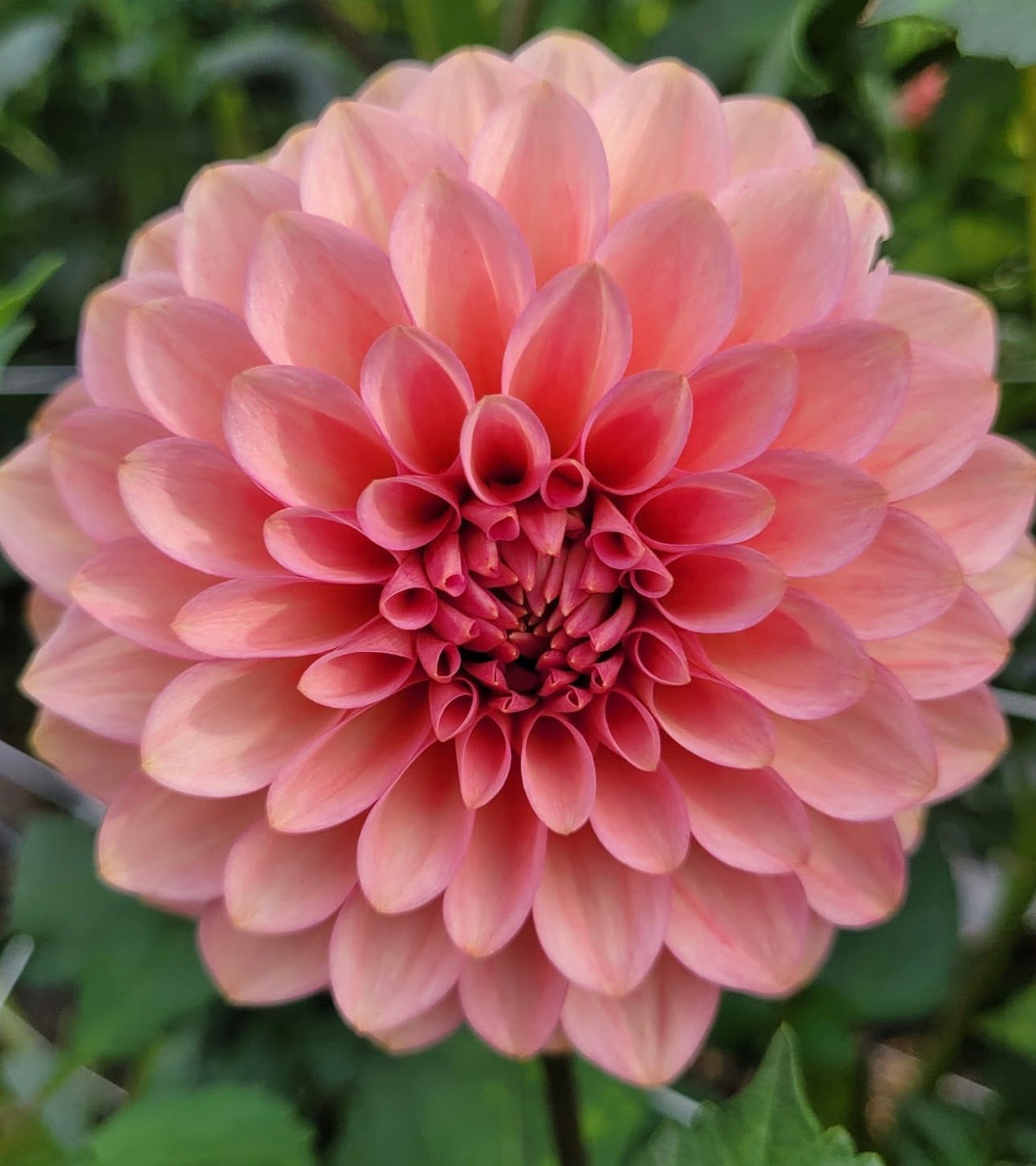 20th Avenue Pink Cloud dahlia, photo 1