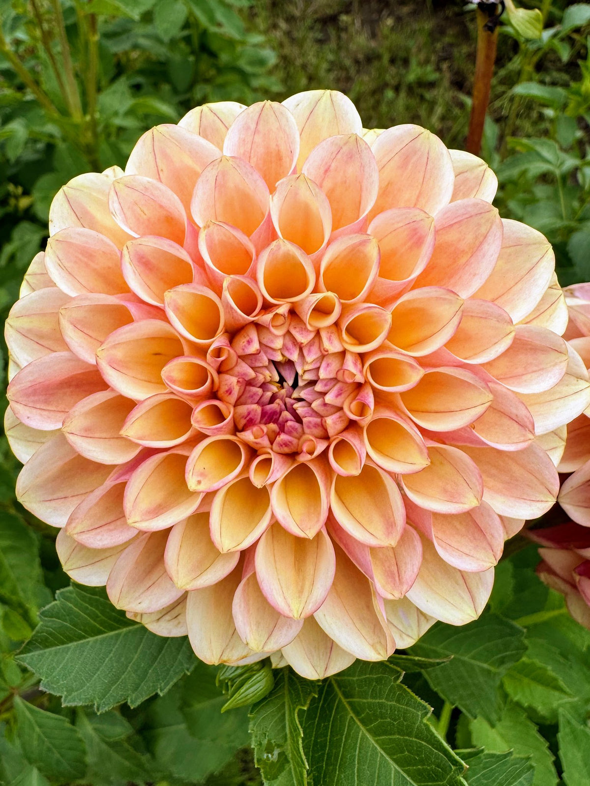 CD Summer Blush dahlia, photo 4