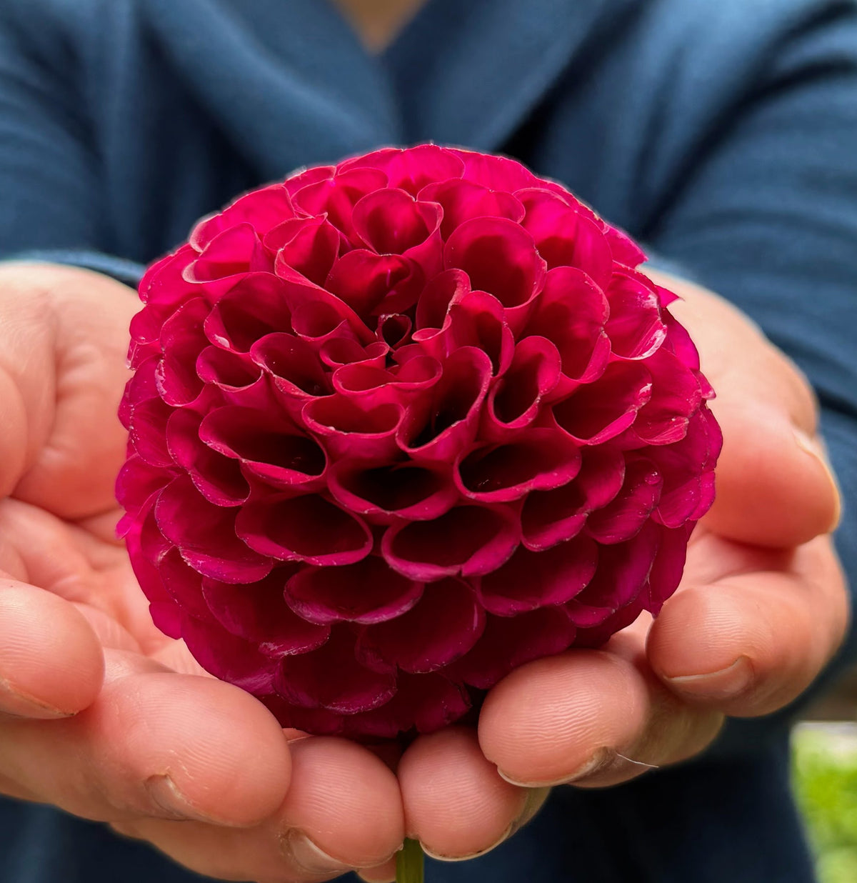 Irish Blackberry dahlia tuber — photo 3
