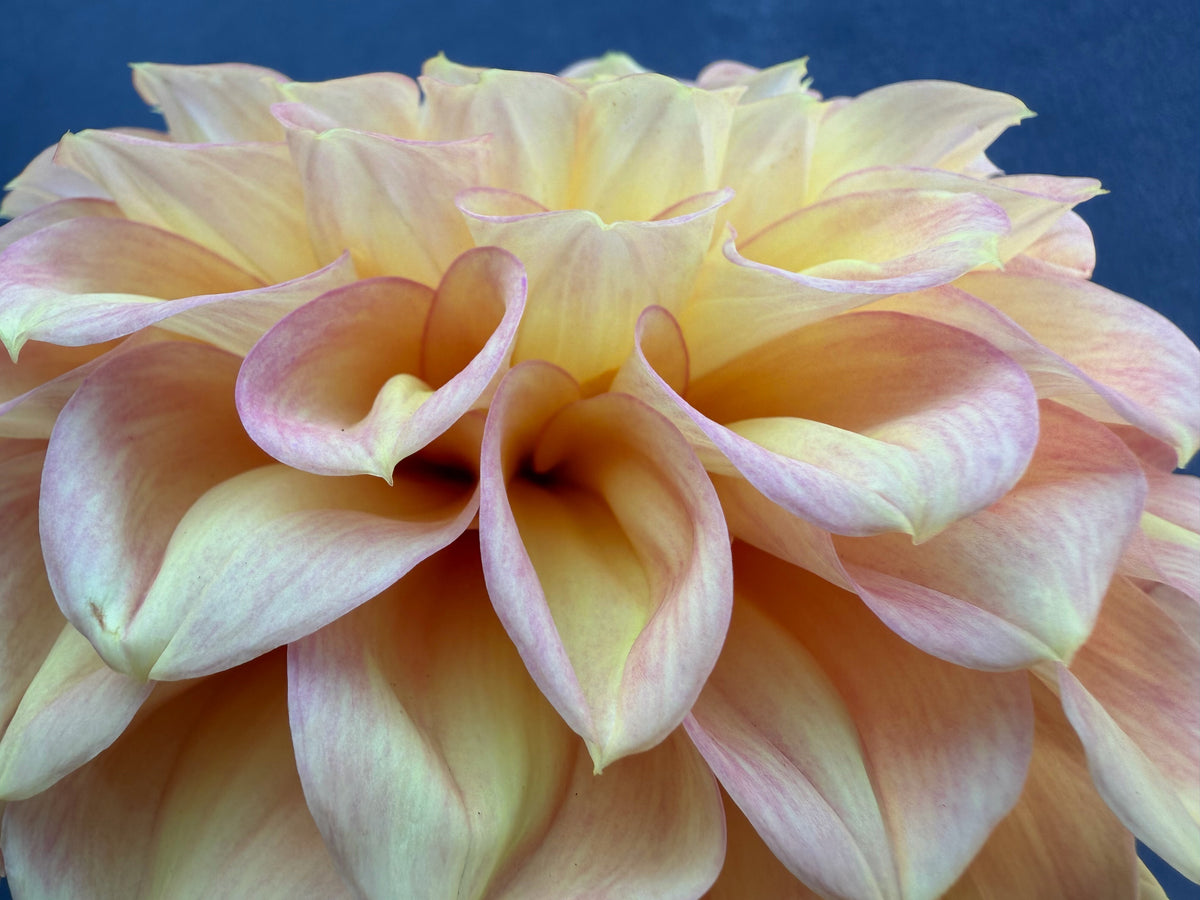 KA's® Aloha dahlia tuber — photo 4