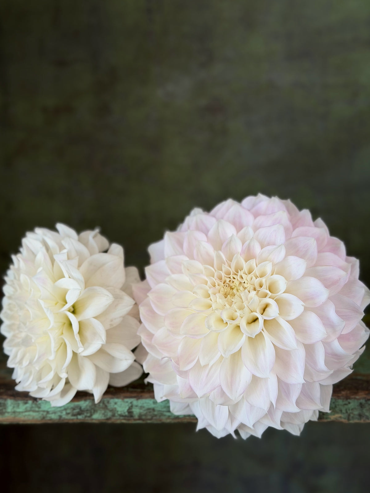 KA's® Bella Luna dahlia tuber — photo 9