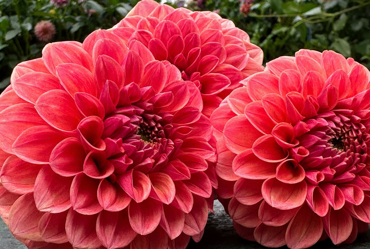 KA's Blood Orange dahlia, orange formal decorative bloom, view 6
