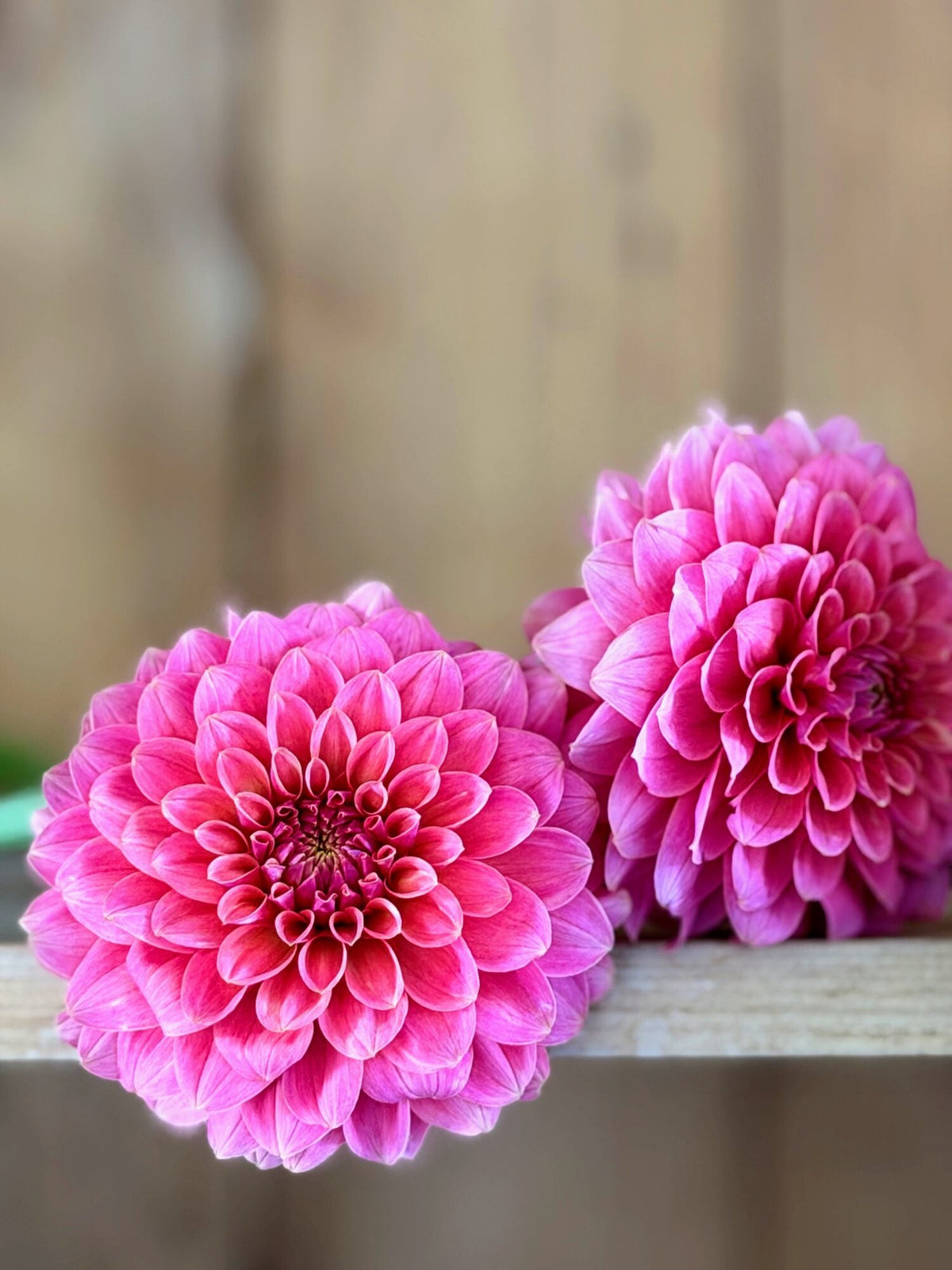 KA's Boho Peach dahlia, pink formal decorative bloom, view 6