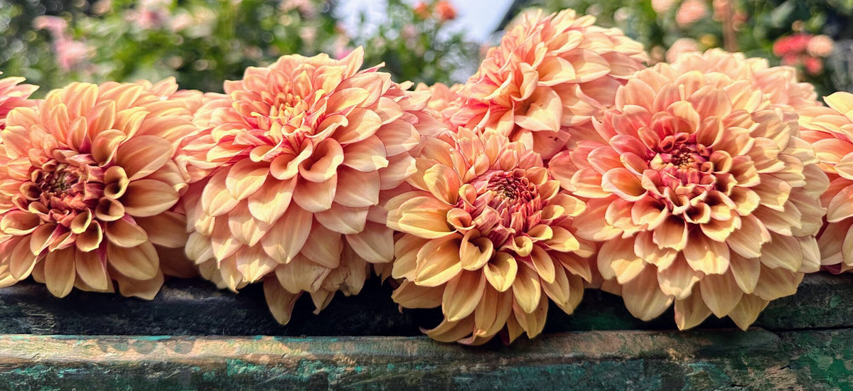 KA's Creme Brulee dahlia, yellow formal decorative bloom, view 5
