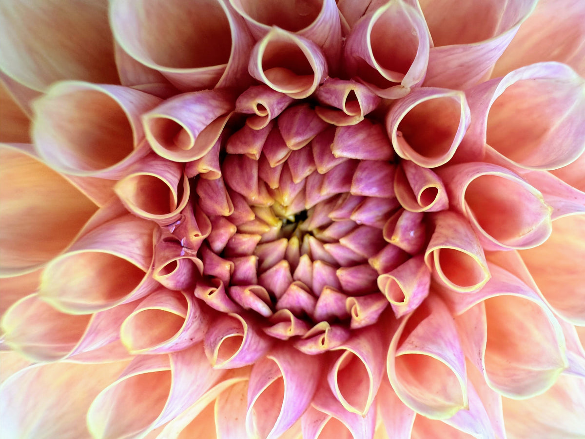 KA's Daybreak dahlia, yellow formal decorative bloom, view 8