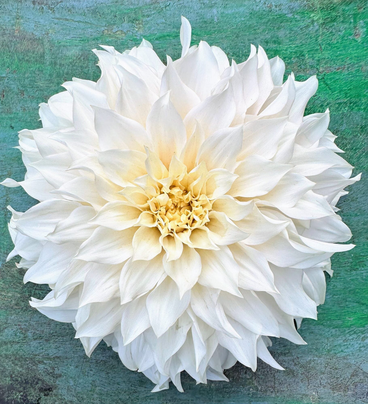 KA's Lavender Blush dahlia, white informal decorative bloom, view 6