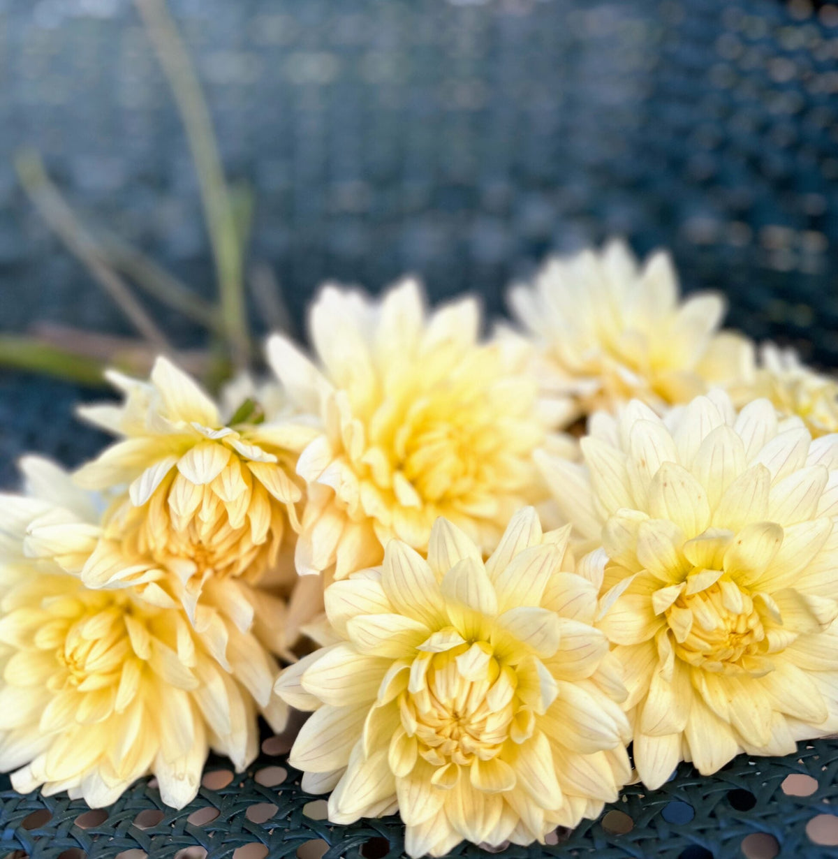 KA's Linen dahlia, white novelty open center bloom, view 6