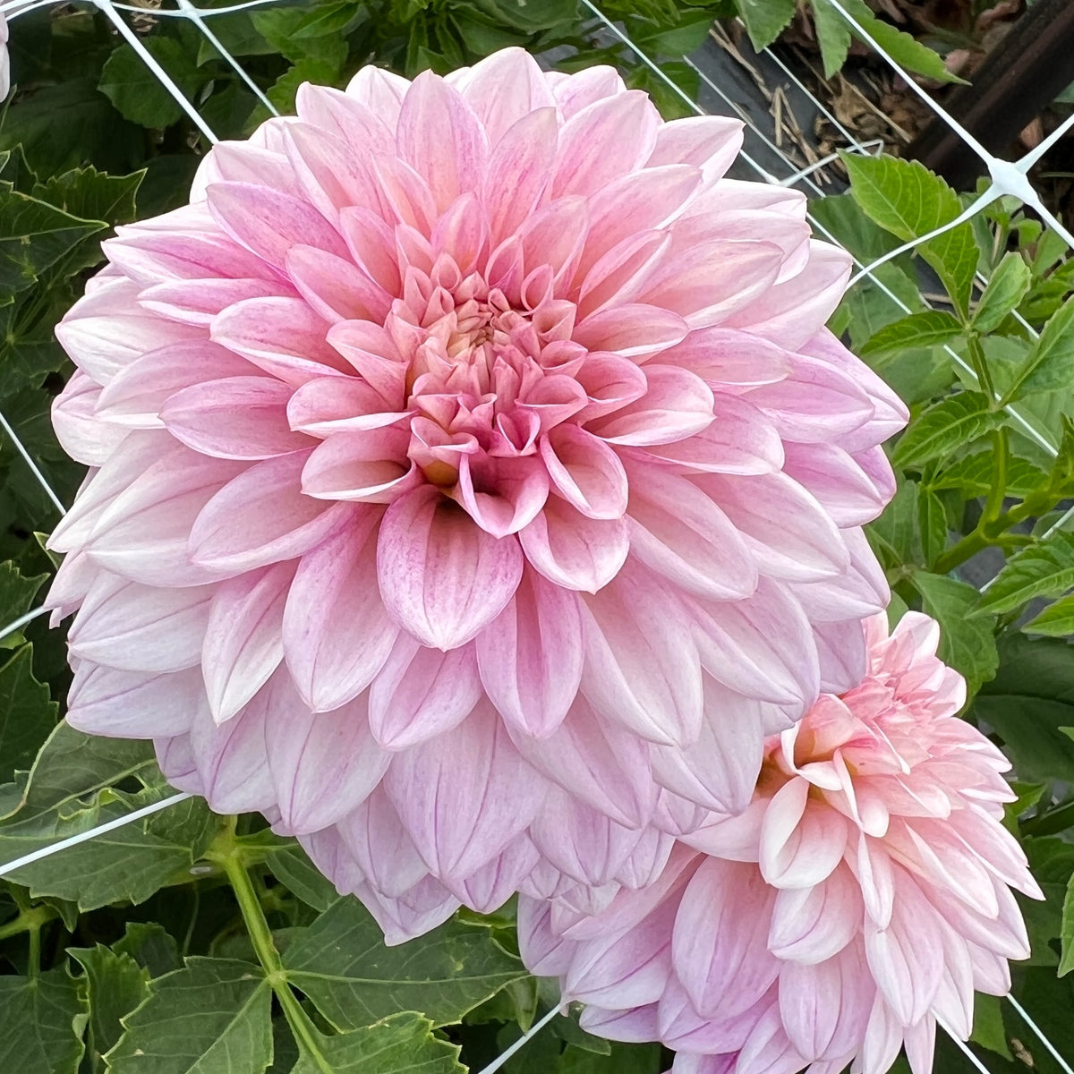 KA's® Mocha Jake dahlia, photo 1