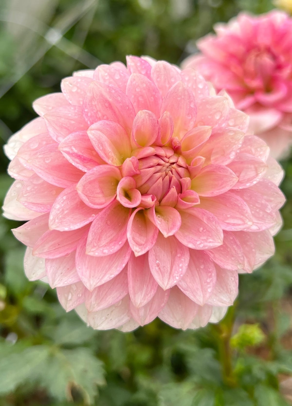 KA's® Mocha Jo dahlia, photo 1