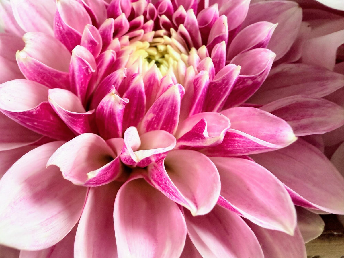 KA's Rose Quartz dahlia, pink formal decorative bloom, view 4