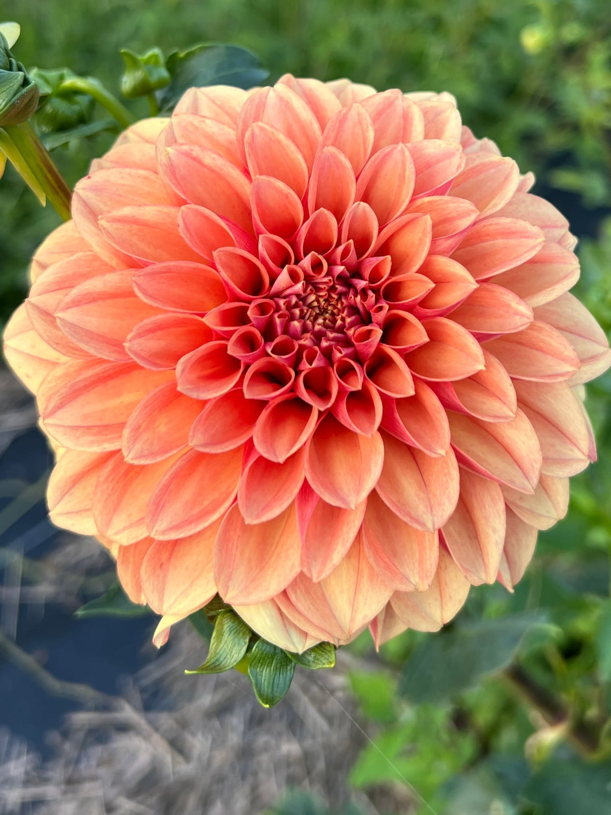 Lee's Pumpkinhead dahlia, photo 1