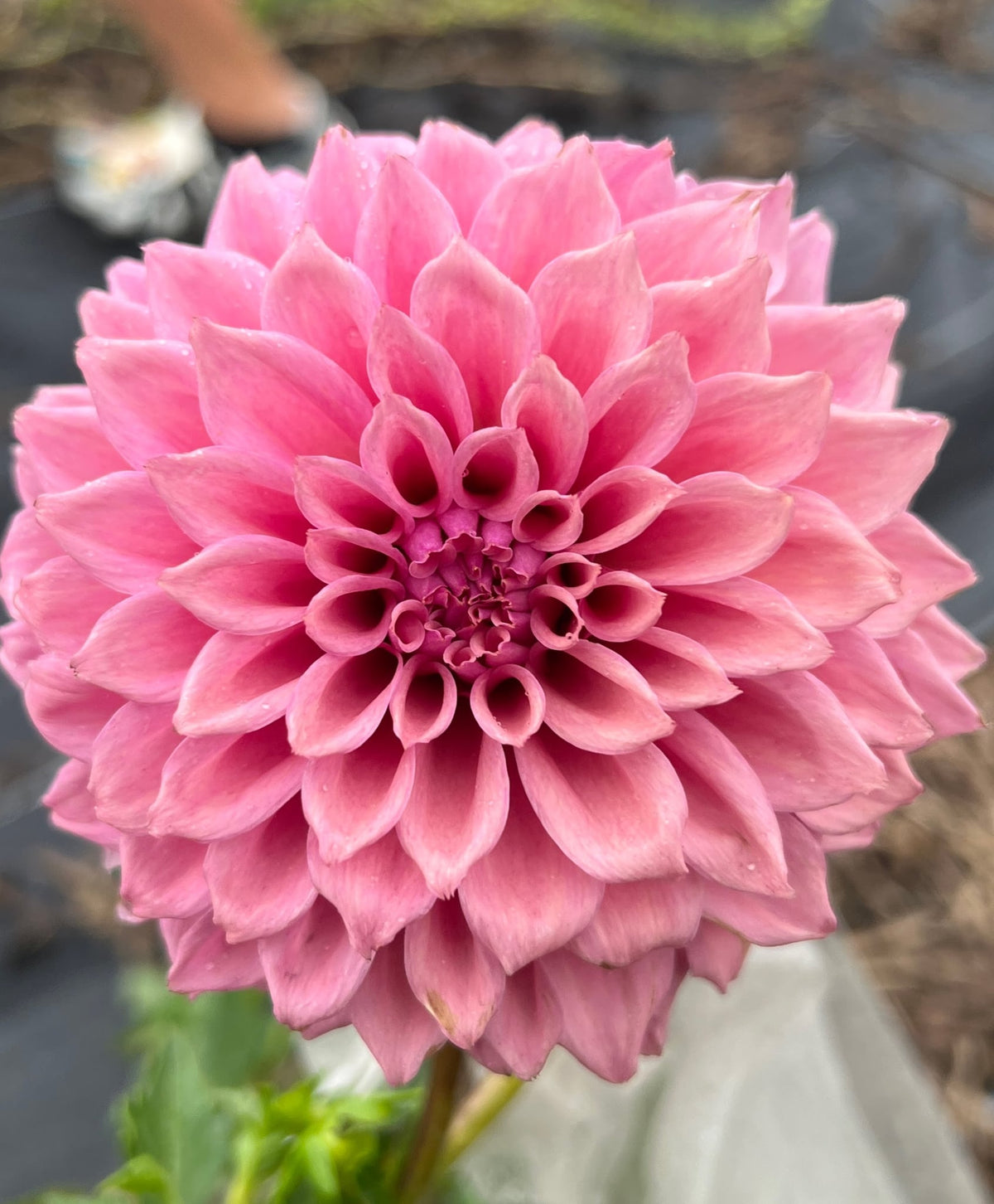 Lee's Swiss Miss dahlia, photo 3
