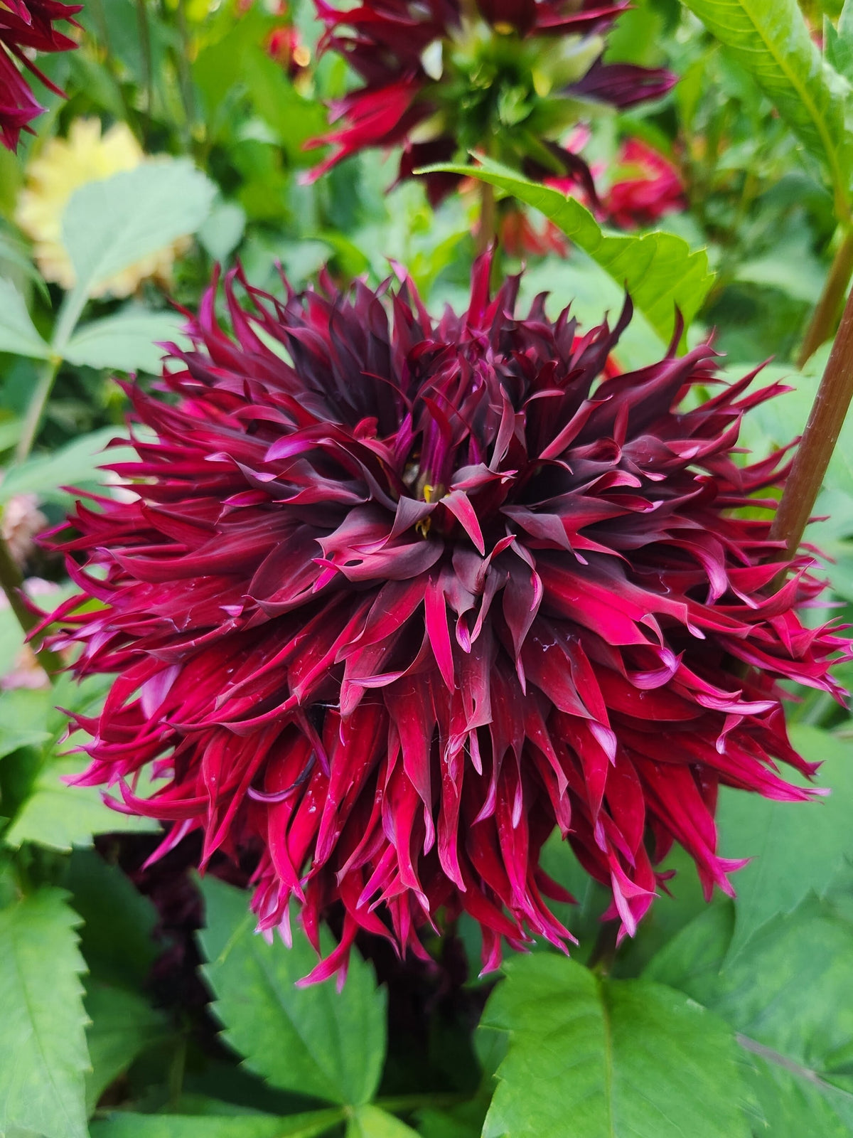 Manor Jayne dahlia, purple laciniated bloom