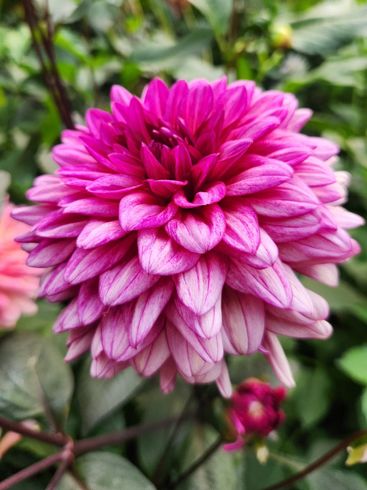 Molly Raven dahlia, pink formal decorative bloom