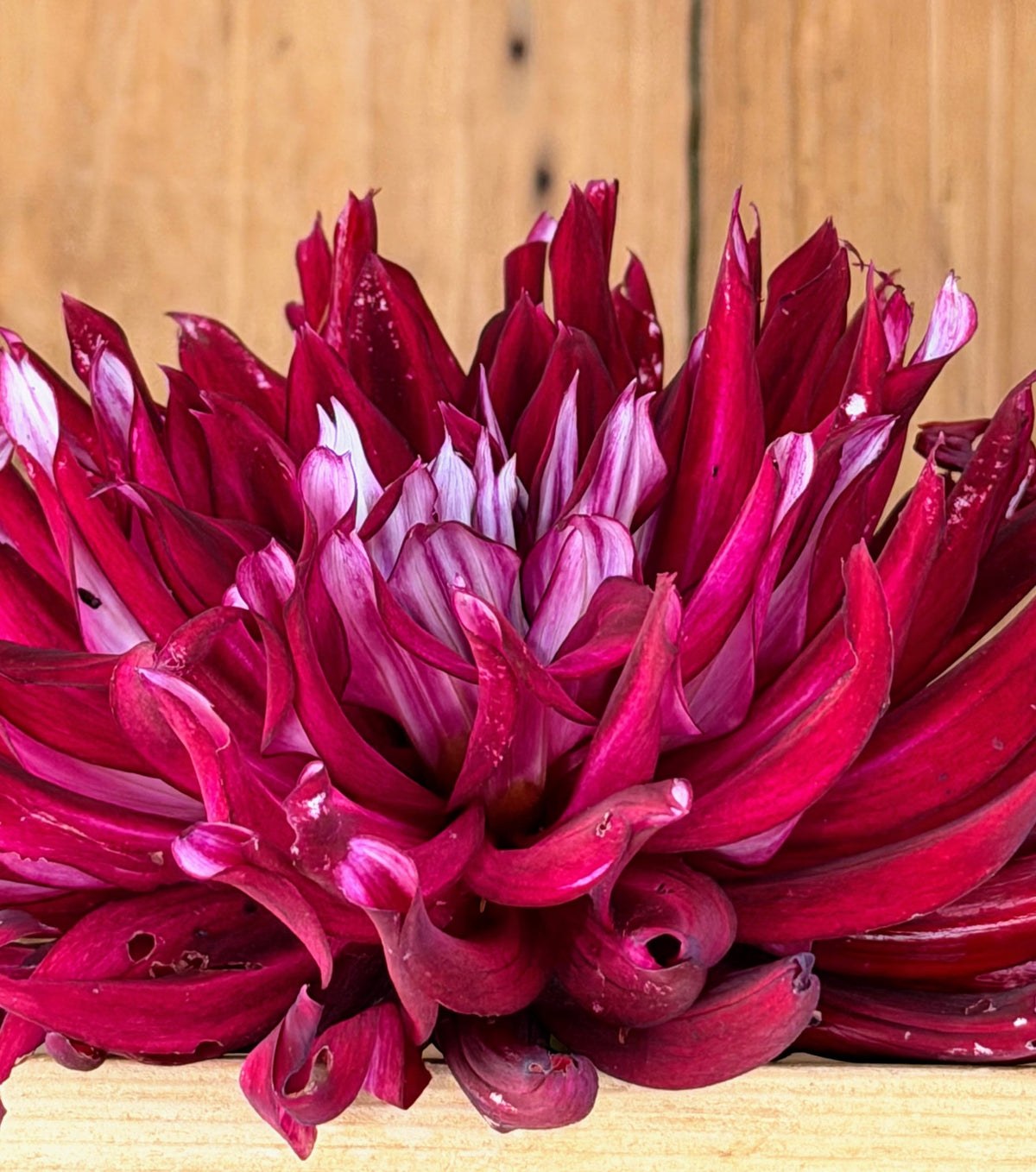 River's Coal Mine dahlia, photo 4