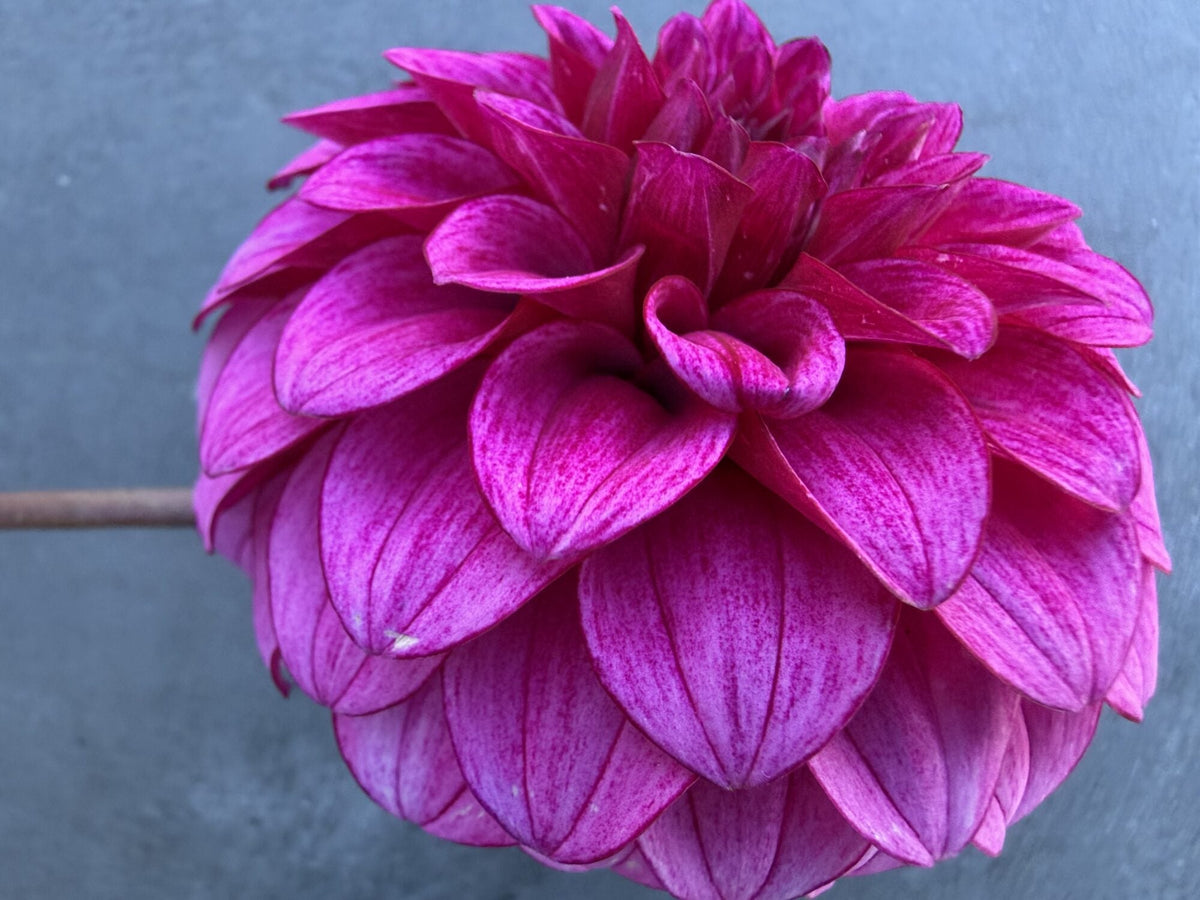 RM Berry Bliss dahlia, purple formal decorative bloom, view 6