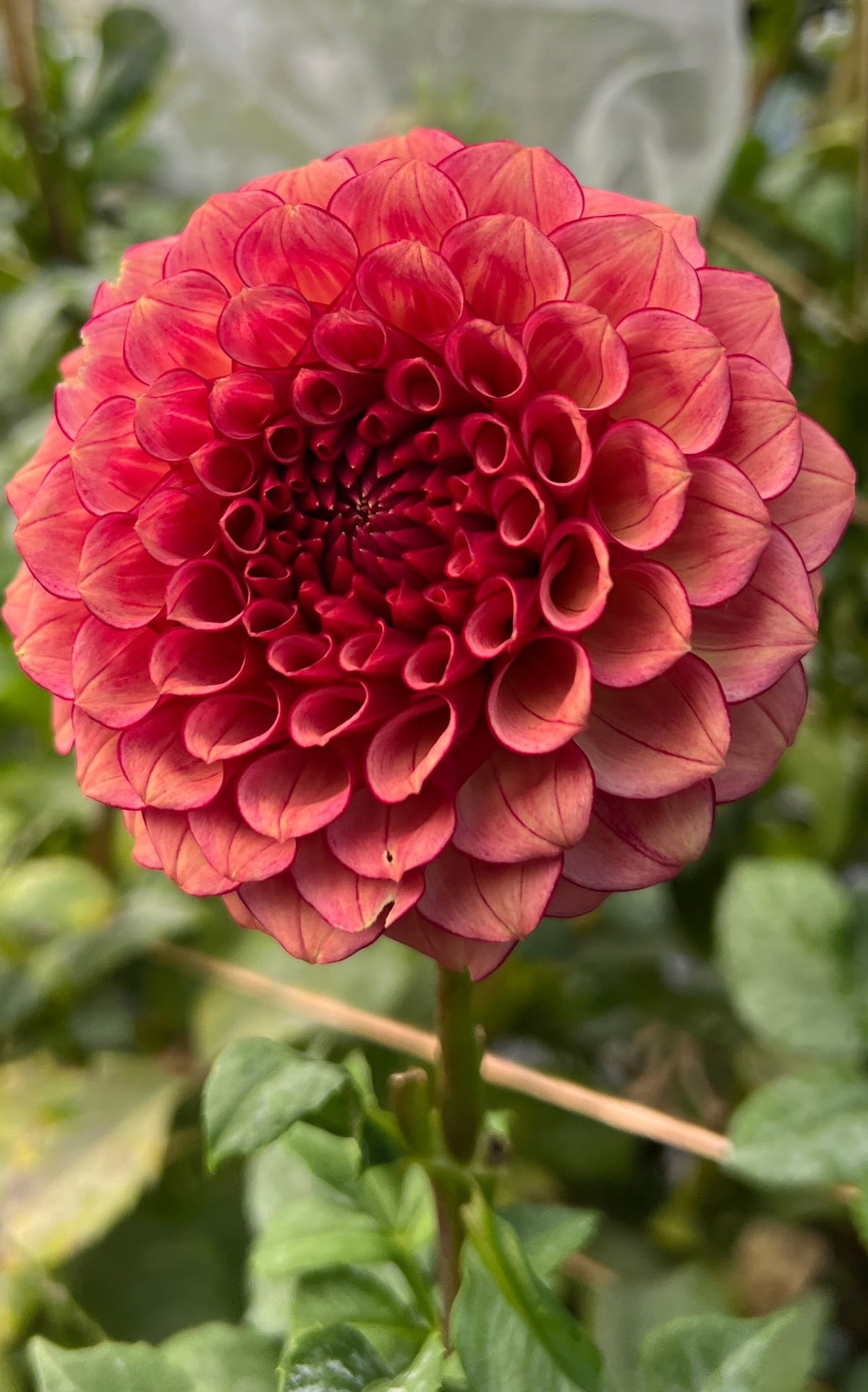 RM Cinnamon dahlia, photo 2