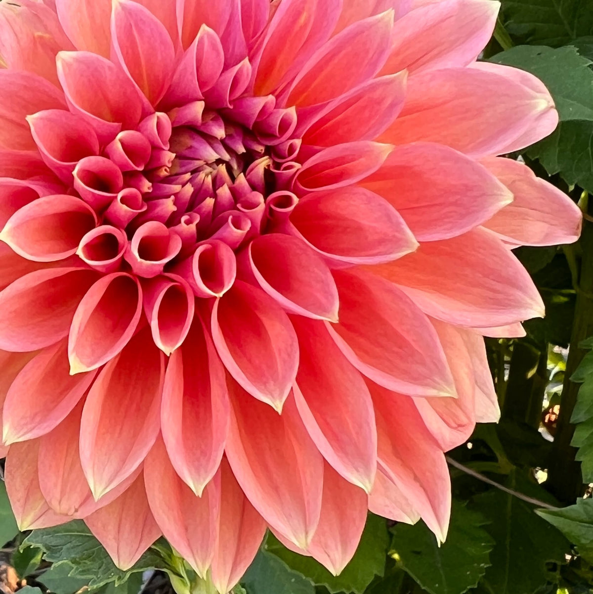 RM Coral Treasure dahlia, photo 1