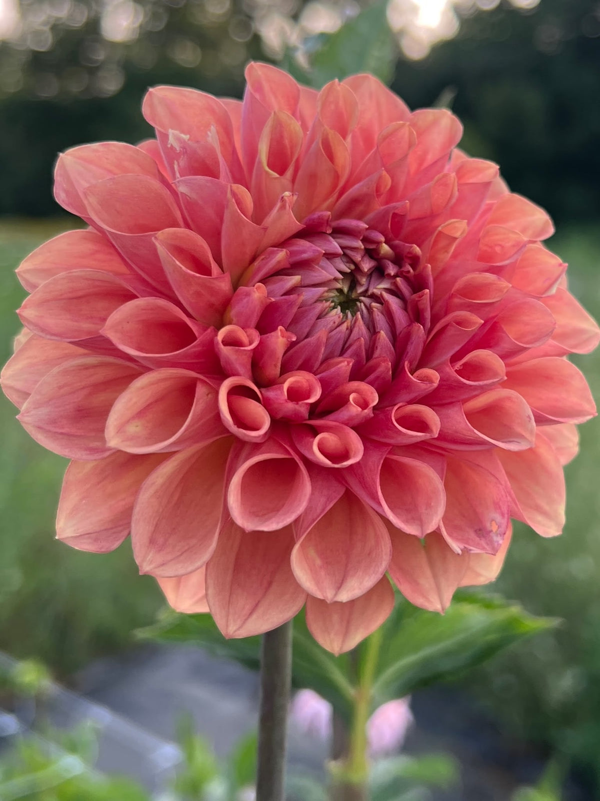 RM Glenny Penny dahlia, photo 2