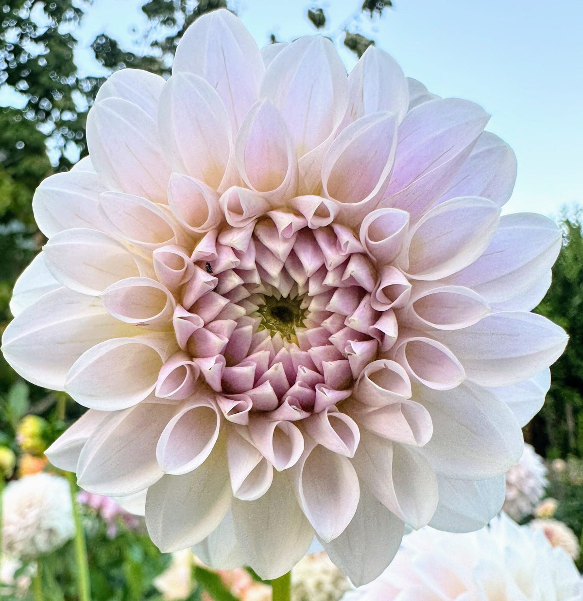 RM Hannah Jo dahlia, lavender formal decorative bloom, view 3