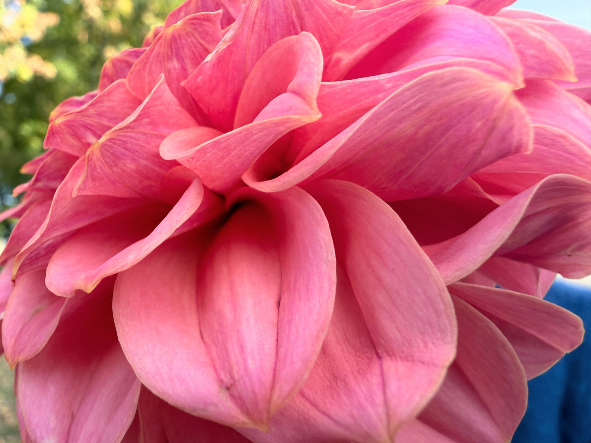 RM Mauvelous dahlia, pink informal decorative bloom, view 2