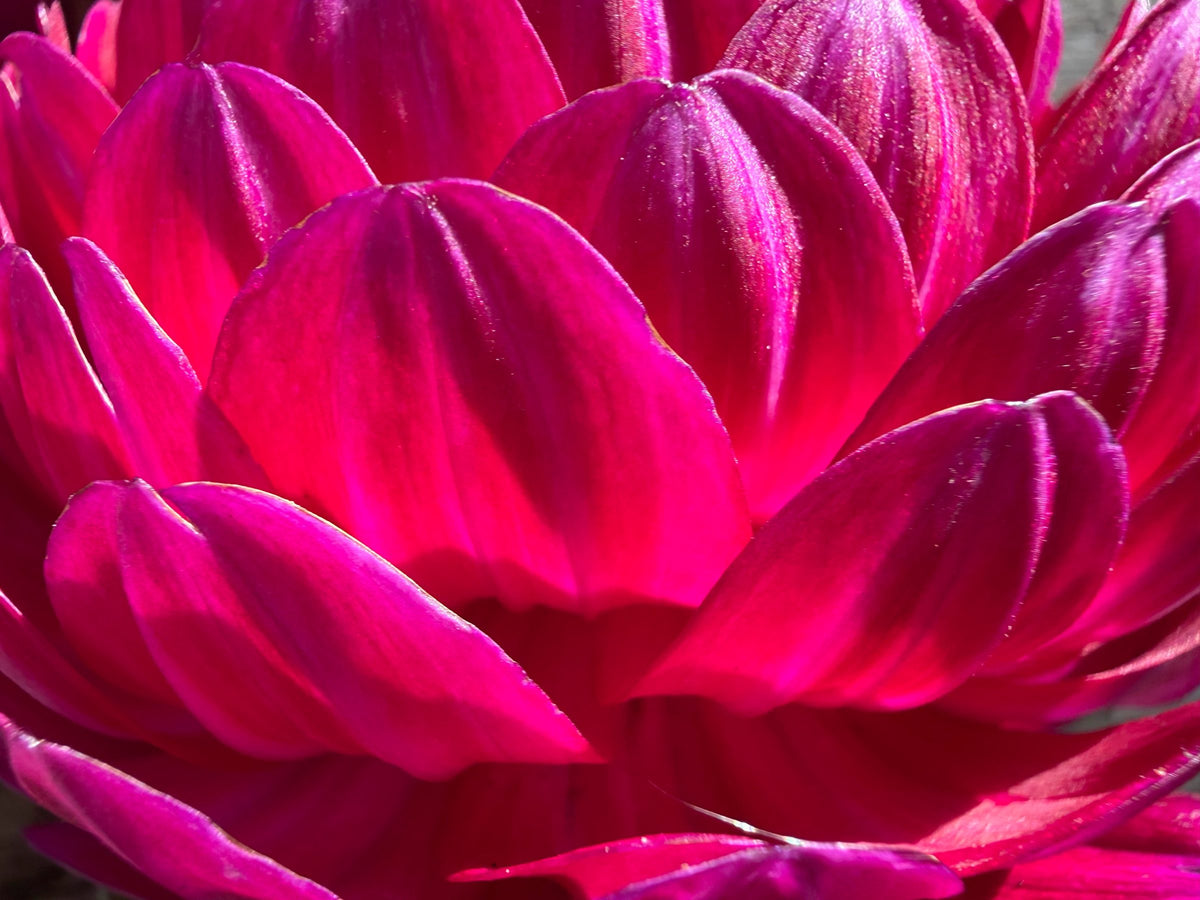 Sandia Bertha dahlia tuber — photo 7