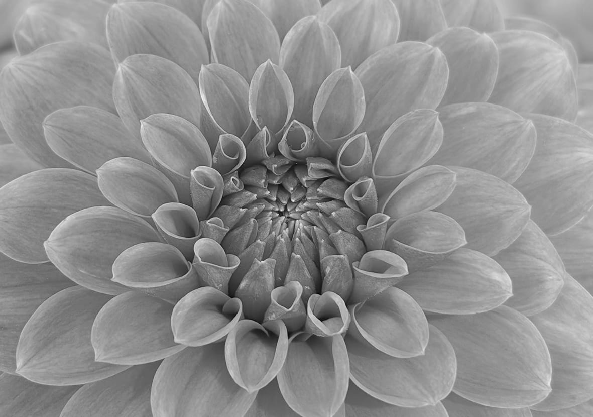 Dahlias