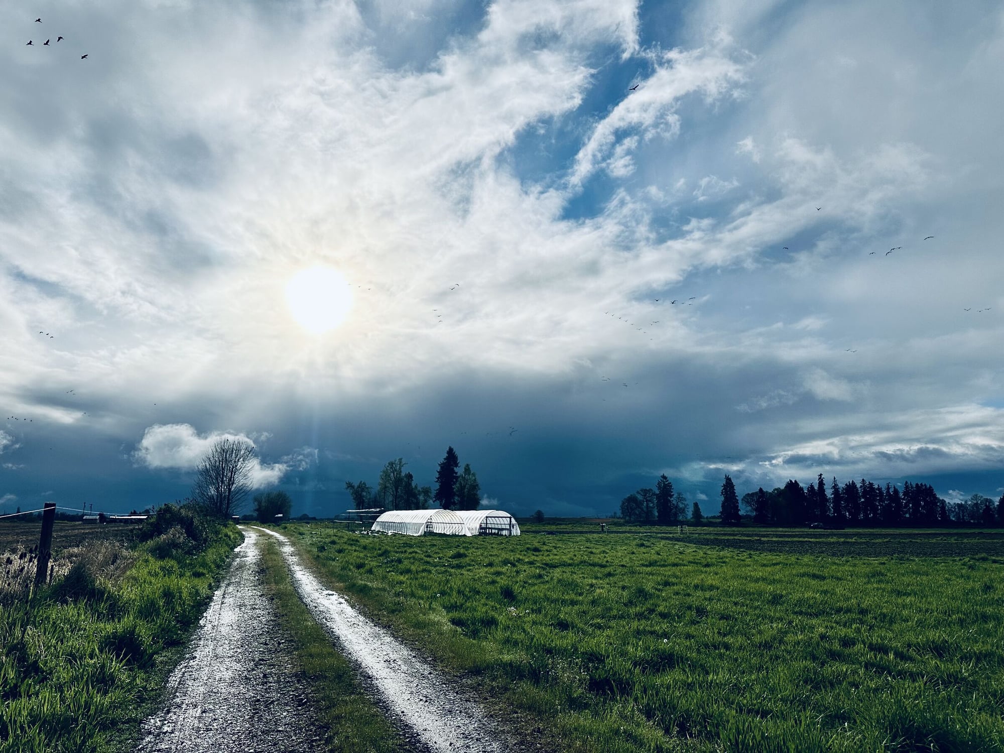 SAUVIE ISLAND