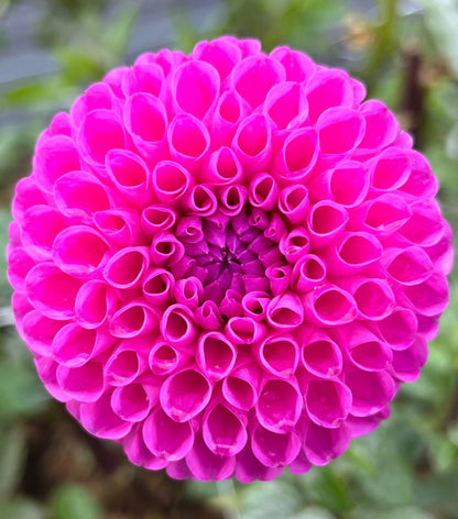 20th Avenue For Mom dahlia, photo 1