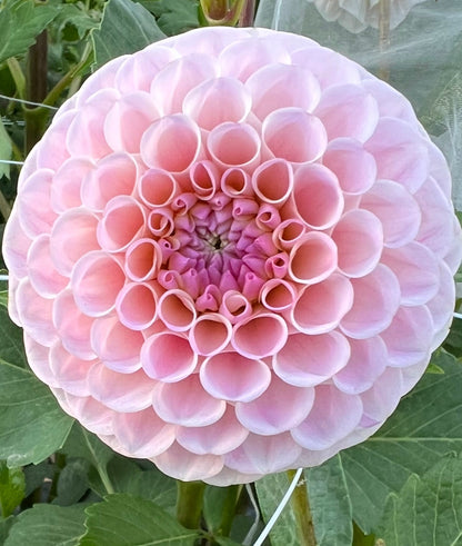 20th Avenue Memory dahlia, photo 1