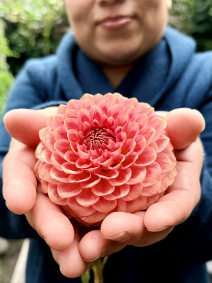 20th Avenue Softer Peach dahlia, pink formal decorative bloom, view 2
