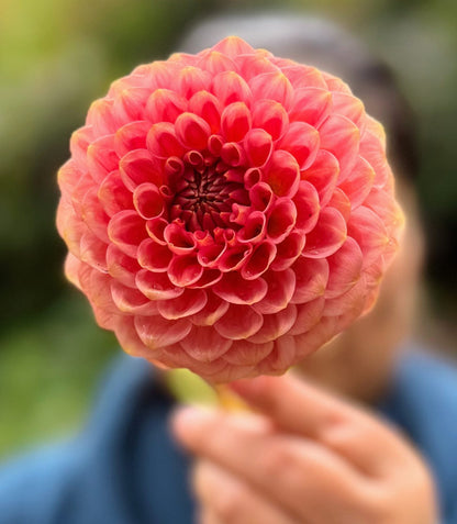 20th Avenue Softer Peach dahlia, pink formal decorative bloom, view 3