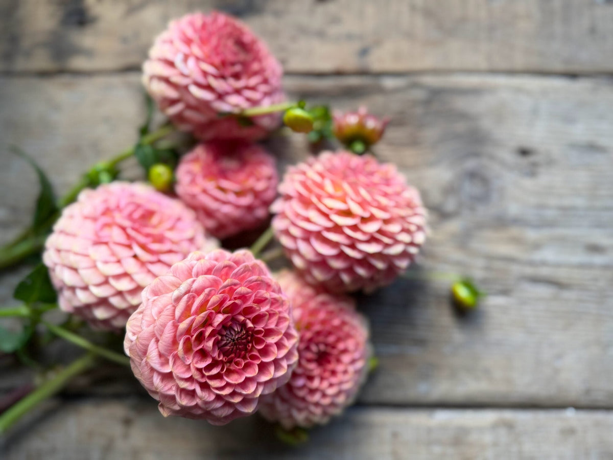 20th Avenue Softer Peach dahlia, pink formal decorative bloom, view 4
