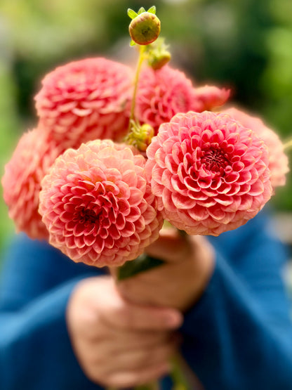 20th Avenue Softer Peach dahlia, pink formal decorative bloom