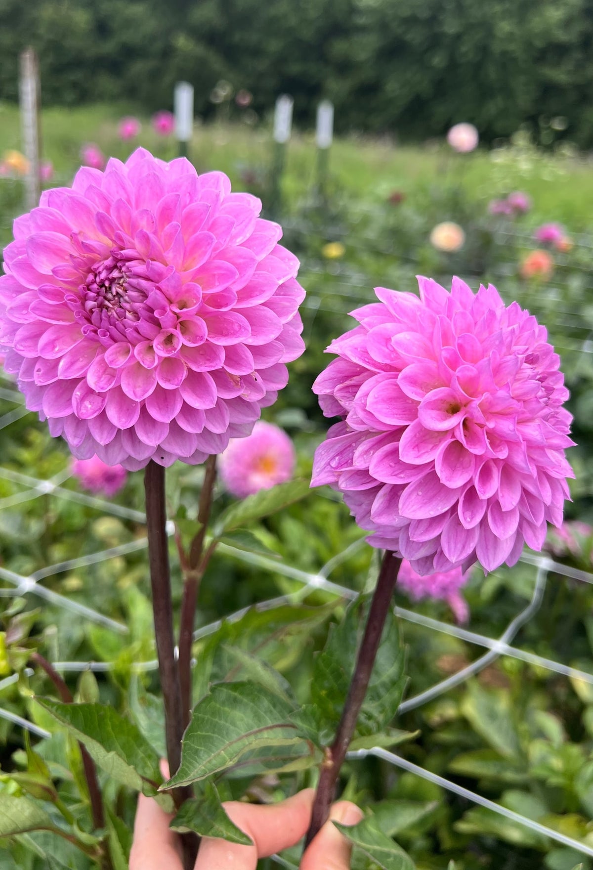 20th Avenue Tranquility dahlia, photo 1