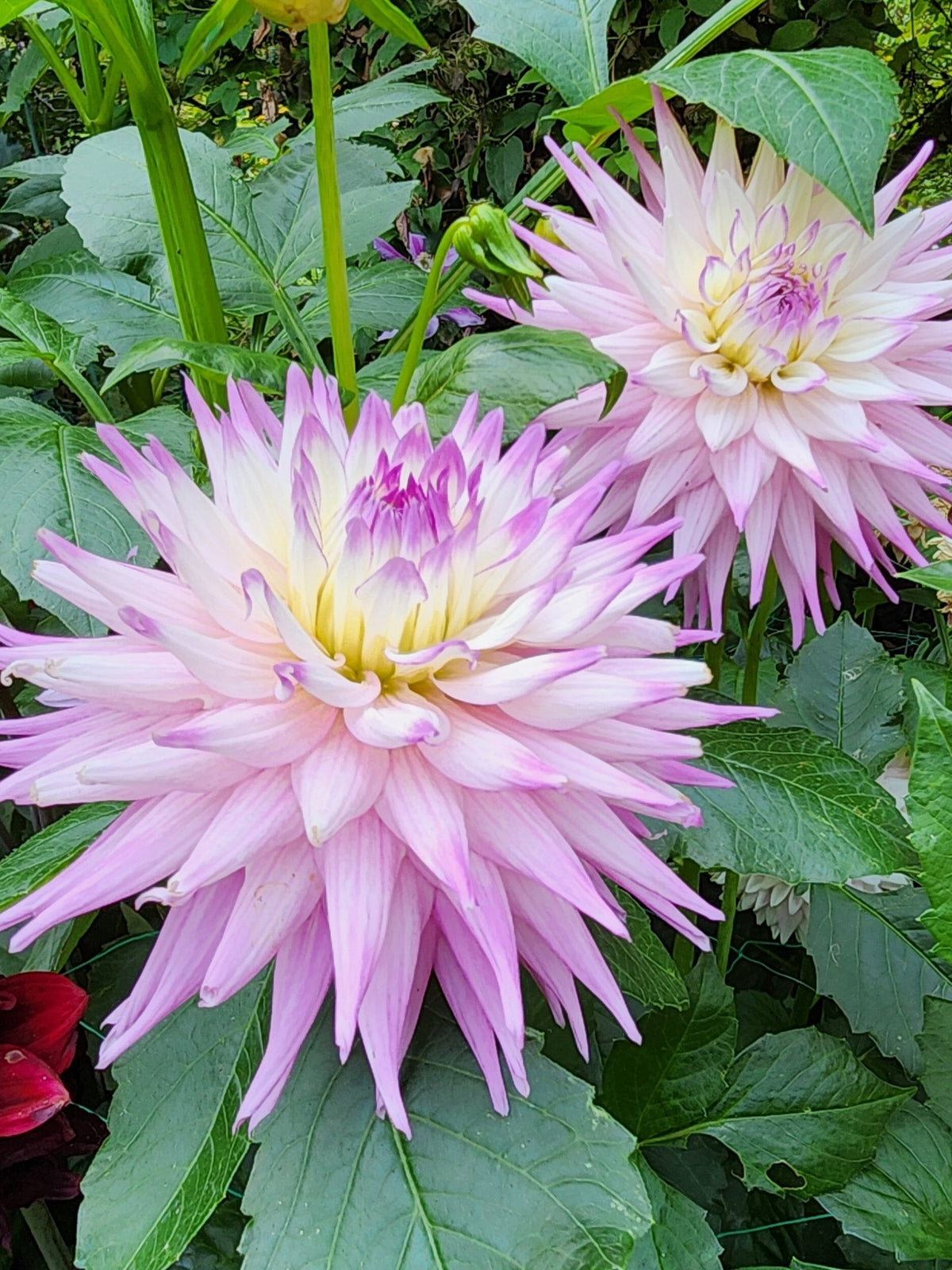 AC Christine dahlia, lavender cactus bloom