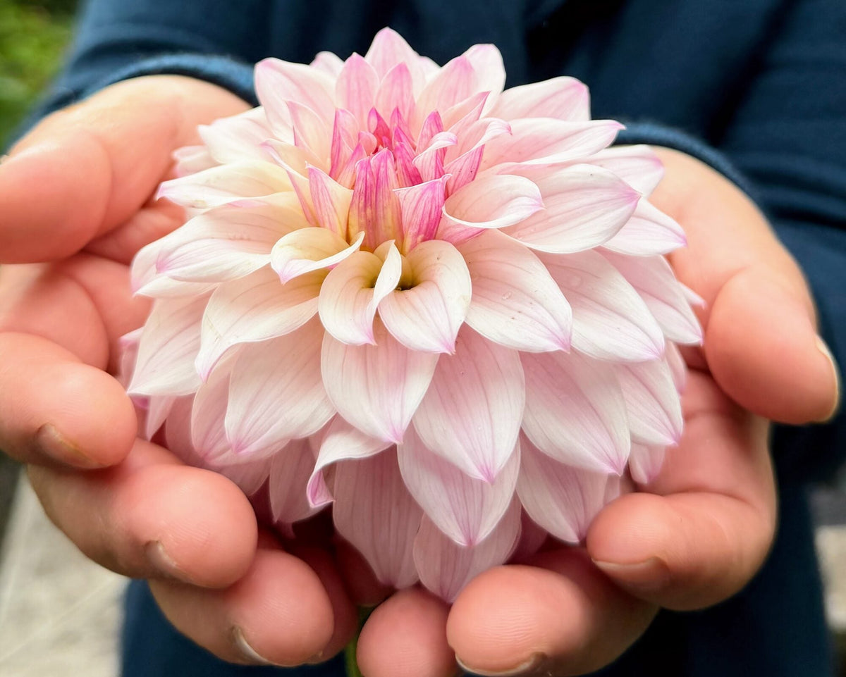 Bloomquist Compare dahlia, pink formal decorative bloom, view 2