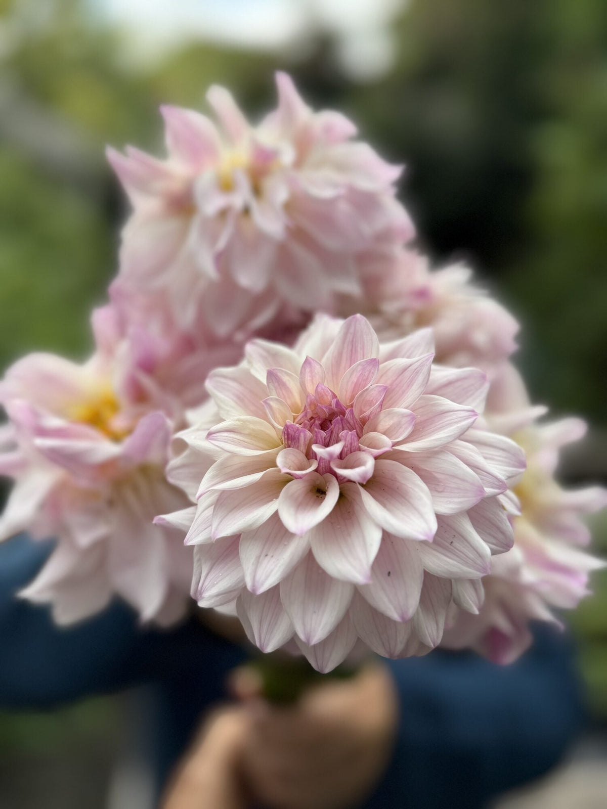 Bloomquist Compare dahlia, pink formal decorative bloom, view 3