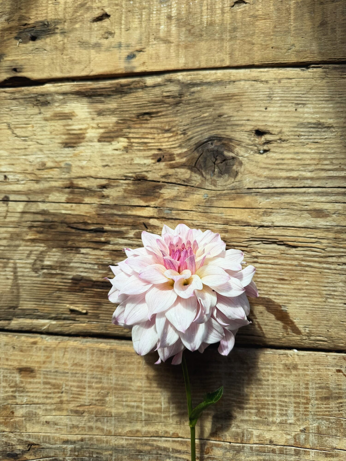 Bloomquist Compare dahlia, pink formal decorative bloom, view 5