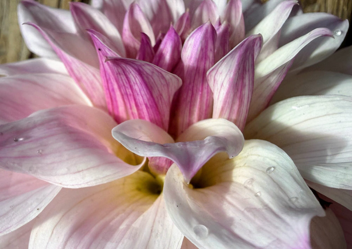Bloomquist Compare dahlia, pink formal decorative bloom, view 6