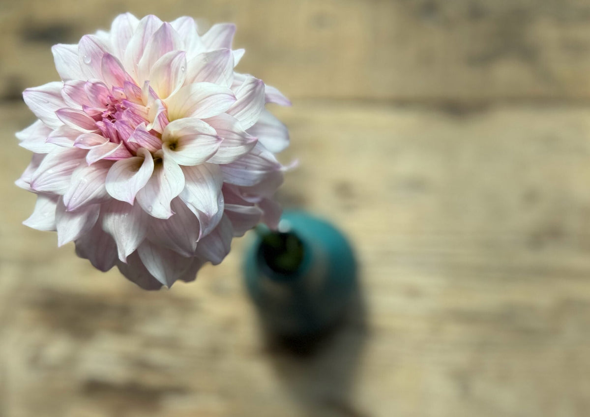 Bloomquist Compare dahlia, pink formal decorative bloom, view 7