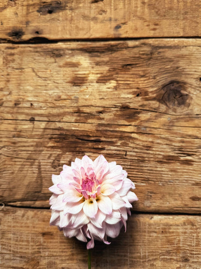 Bloomquist Compare dahlia, pink formal decorative bloom, view 8