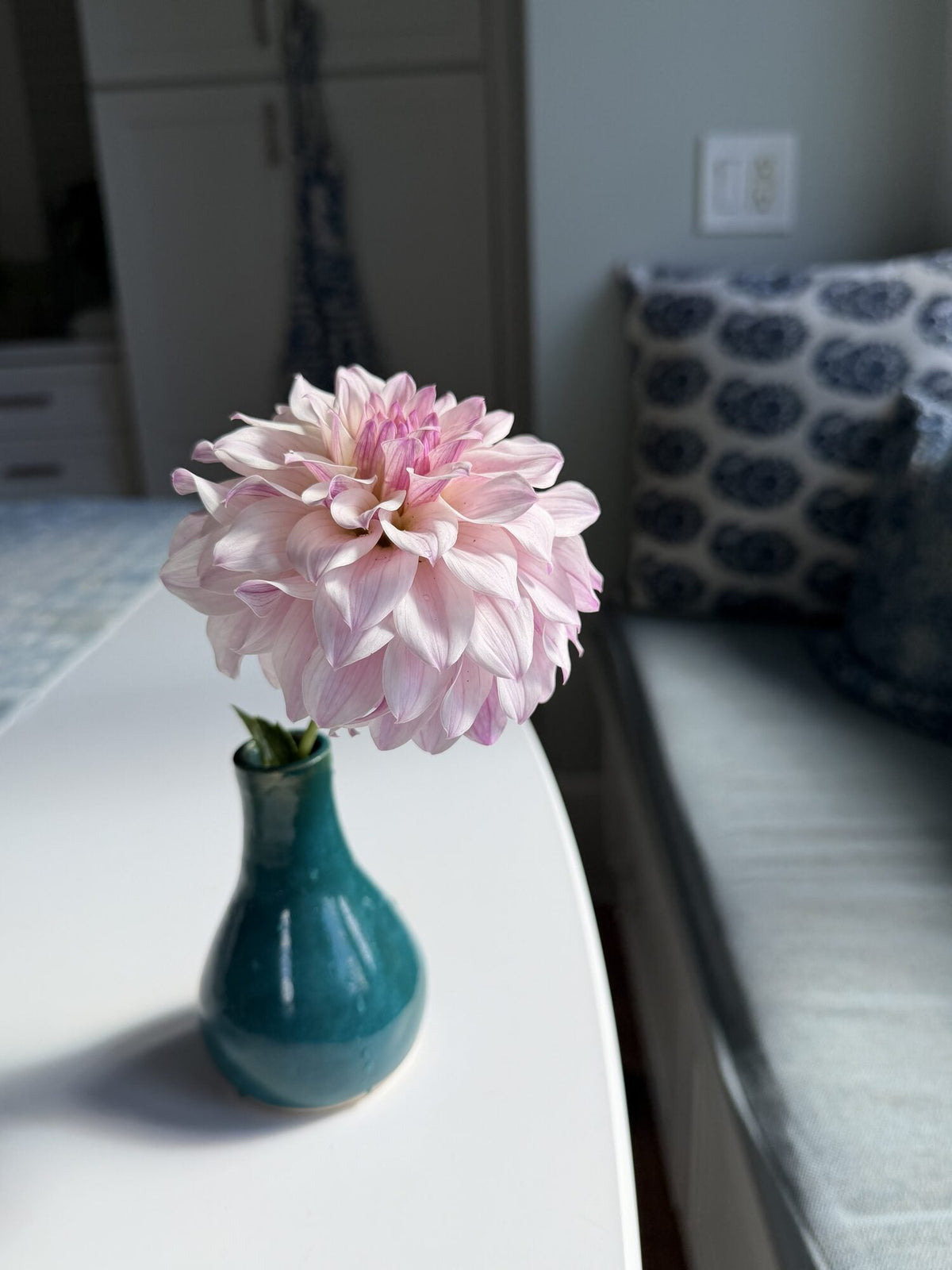 Bloomquist Compare dahlia, pink formal decorative bloom, view 9