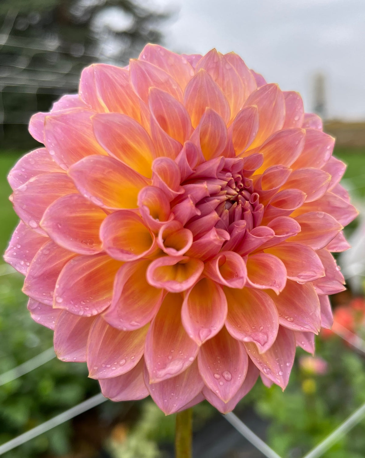 Bloomquist Dave dahlia, photo 2