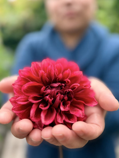 Bloomquist York dahlia, red informal decorative bloom, view 2