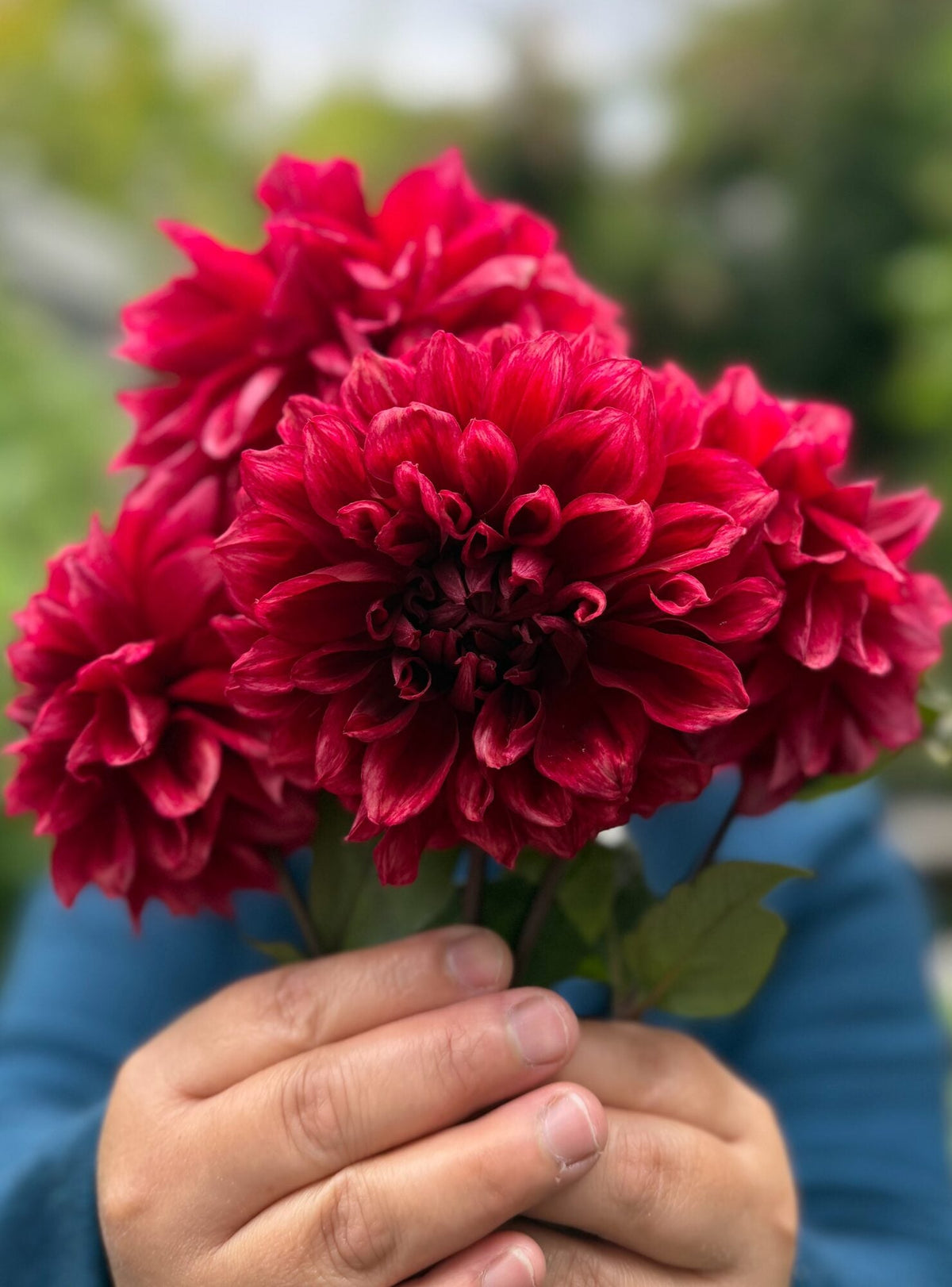 Bloomquist York dahlia, red informal decorative bloom, view 3