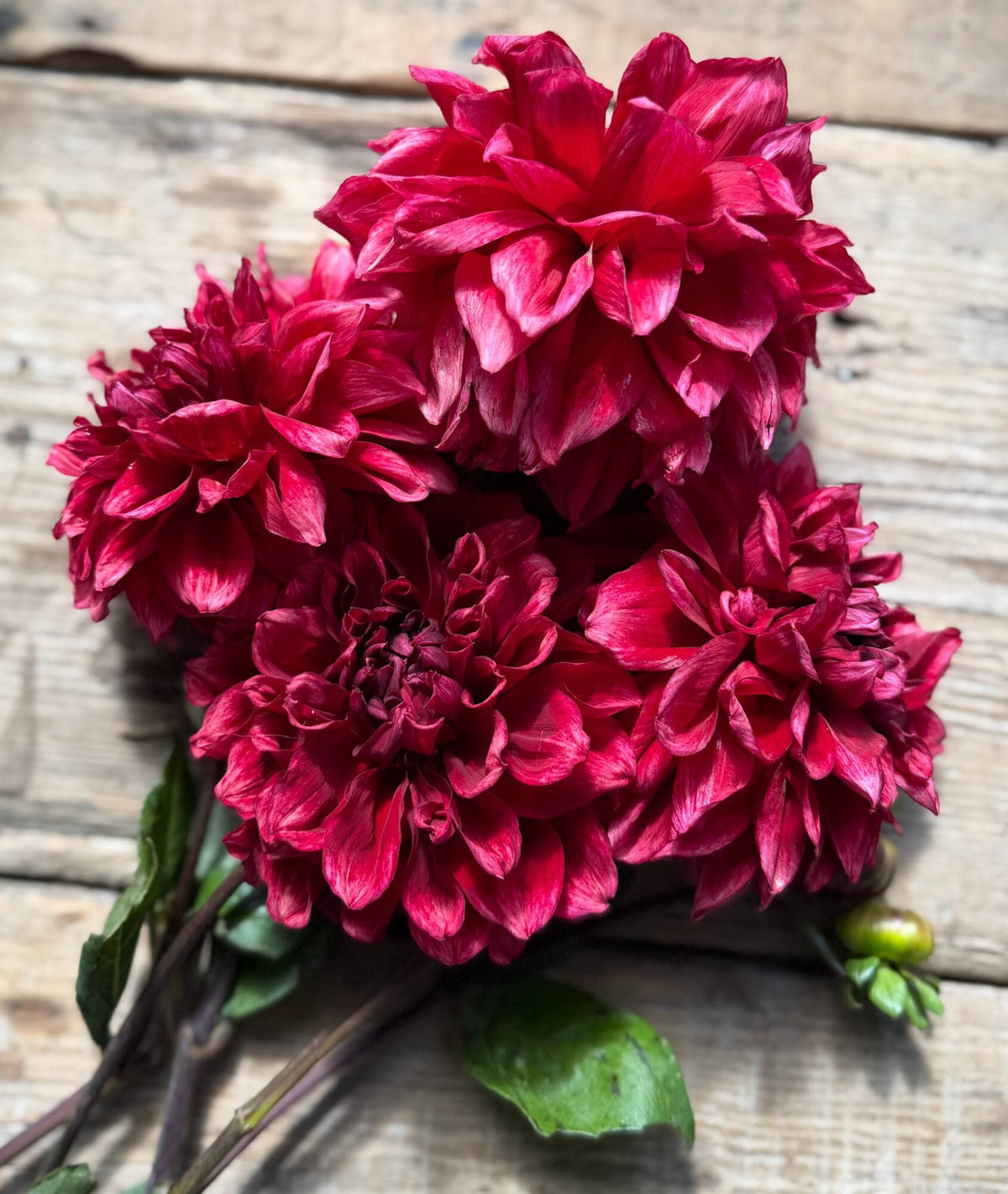 Bloomquist York dahlia, red informal decorative bloom, view 4