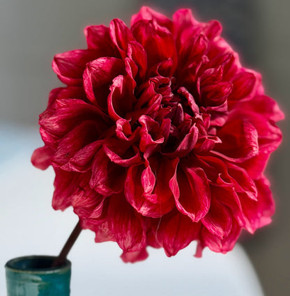 Bloomquist York dahlia, red informal decorative bloom, view 5